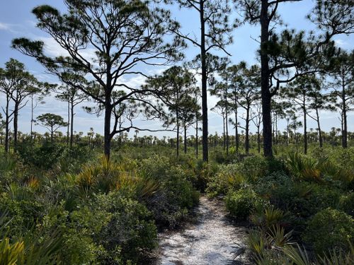 Escape to Serenity: Seabranch Preserve State Park, Your Florida Oasis