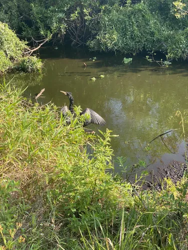 Beste wandelingen en routes in Bird Rookery Swamp | AllTrails