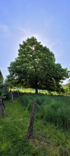 Obstweg Leichlingen