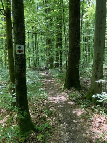 WT3 Kleine Hügeltour durch Wiesen, Wald und Weinberge