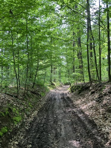 WT3 Kleine Hügeltour durch Wiesen, Wald und Weinberge