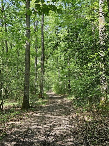 Edelmannswald