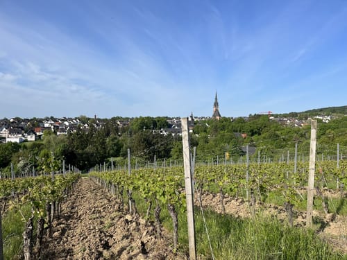Little Mammutmarsch Rhein Main (2020, 30km)