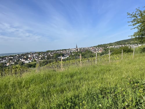 Little Mammutmarsch Rhein Main (2020, 30km)