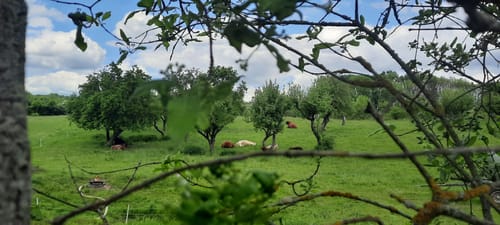 Zum Pimpinellenberg