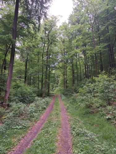 Straßbessenbach - Dachsbuckel - Steigknückel