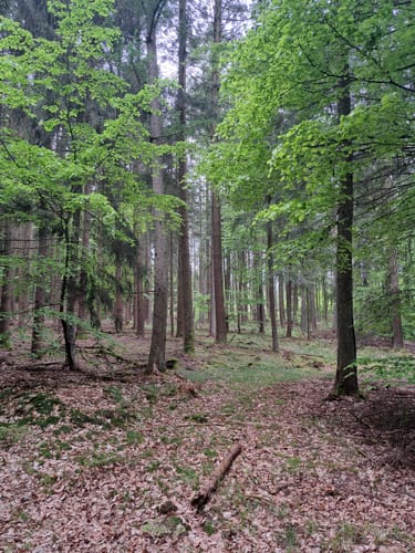 Straßbessenbach - Dachsbuckel - Steigknückel