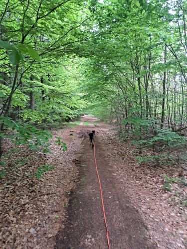 Straßbessenbach - Dachsbuckel - Steigknückel