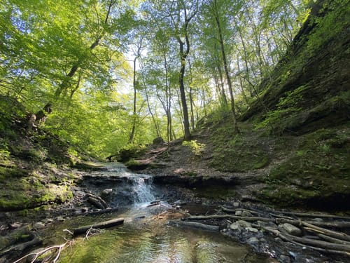 Best Hikes and Trails in Parfrey's Glen State Natural Area | AllTrails