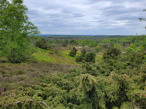Wilseder Berg von Niederhaverbeck