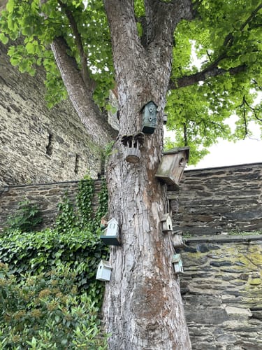 RheinBurgenWeg Etappe 10: St. Goar - Oberwesel