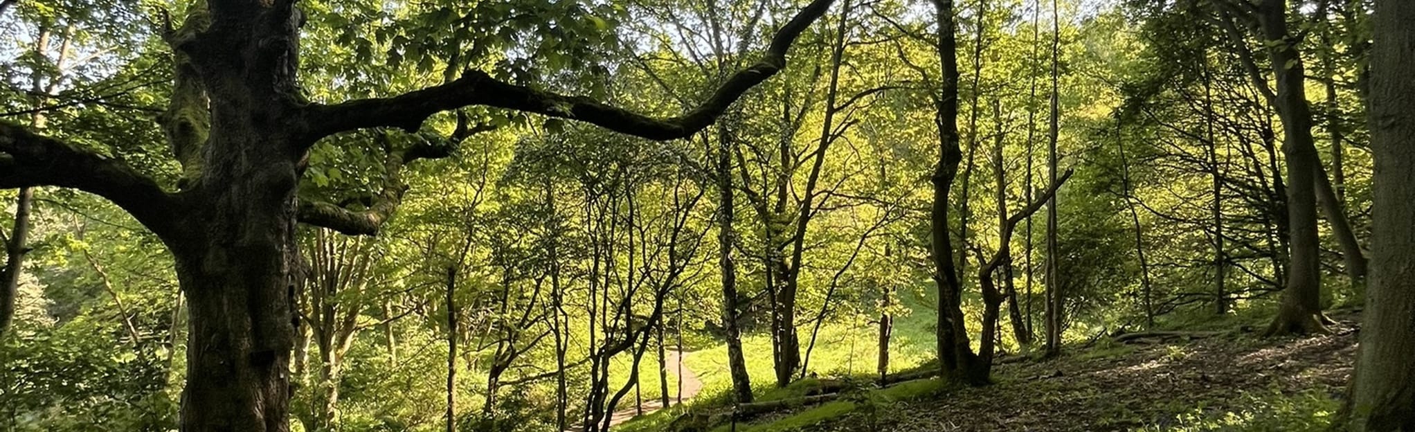 Flass Vale and Hangman's Hill Circular: 9 Fotos - County Durham ...
