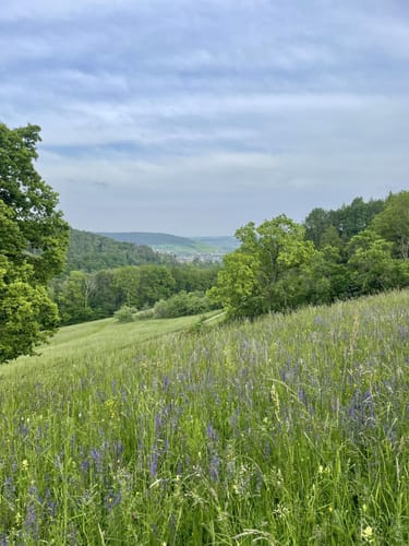 Bad Mergentheim Rundwanderweg