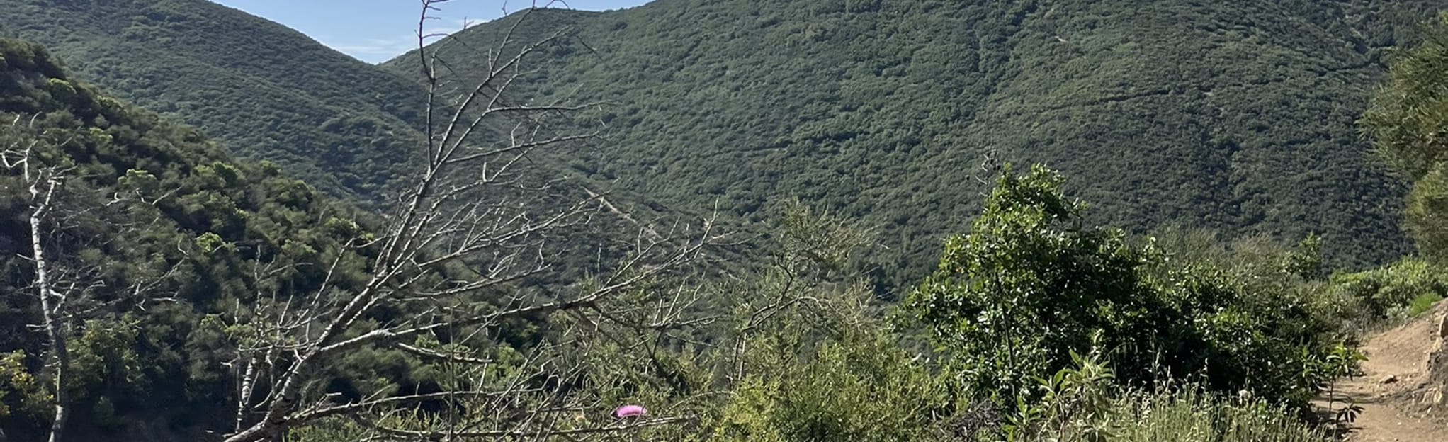 Grass Mountain via San Francisquito Canyon Road 174 Reviews, Map California AllTrails