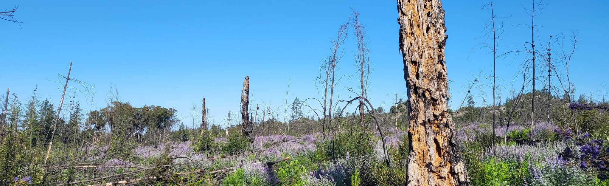 Bonny Doon Trail 46 Reviews, Map California AllTrails