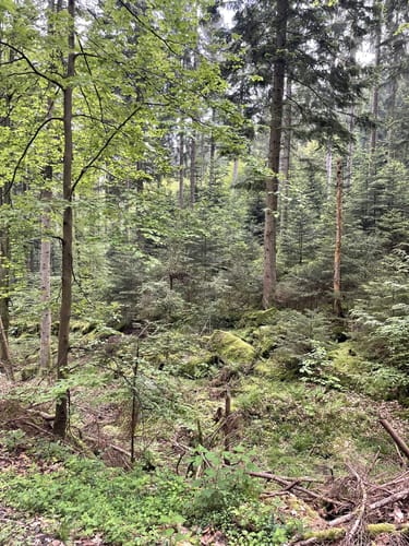 Langenbrand - Glasbrunnenweg - Engelsbrand