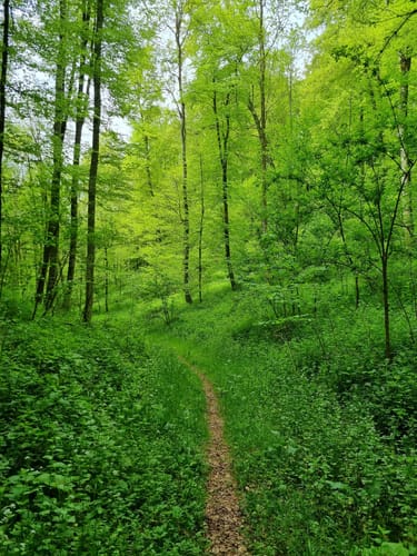 Hommeler-Wanderweg