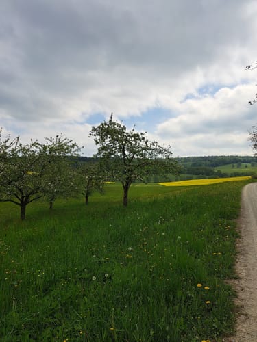 Schwarzer Keiler - Rundweg Wiesen