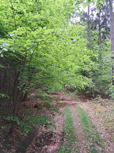 Schwarzer Keiler - Rundweg Wiesen