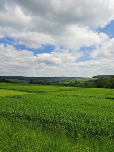 Schwarzer Keiler - Rundweg Wiesen