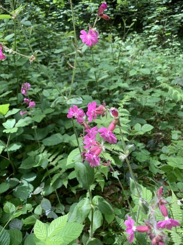 Naturerlebnisweg Ettenheim
