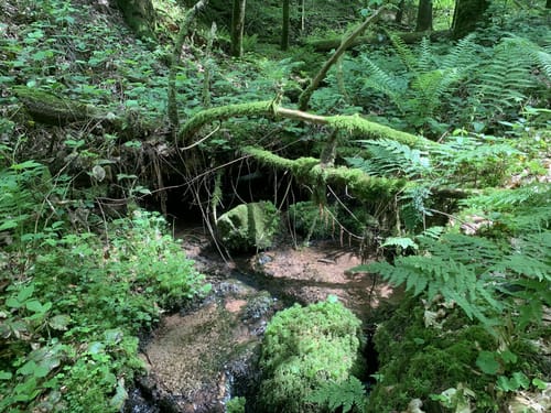Naturerlebnisweg Ettenheim