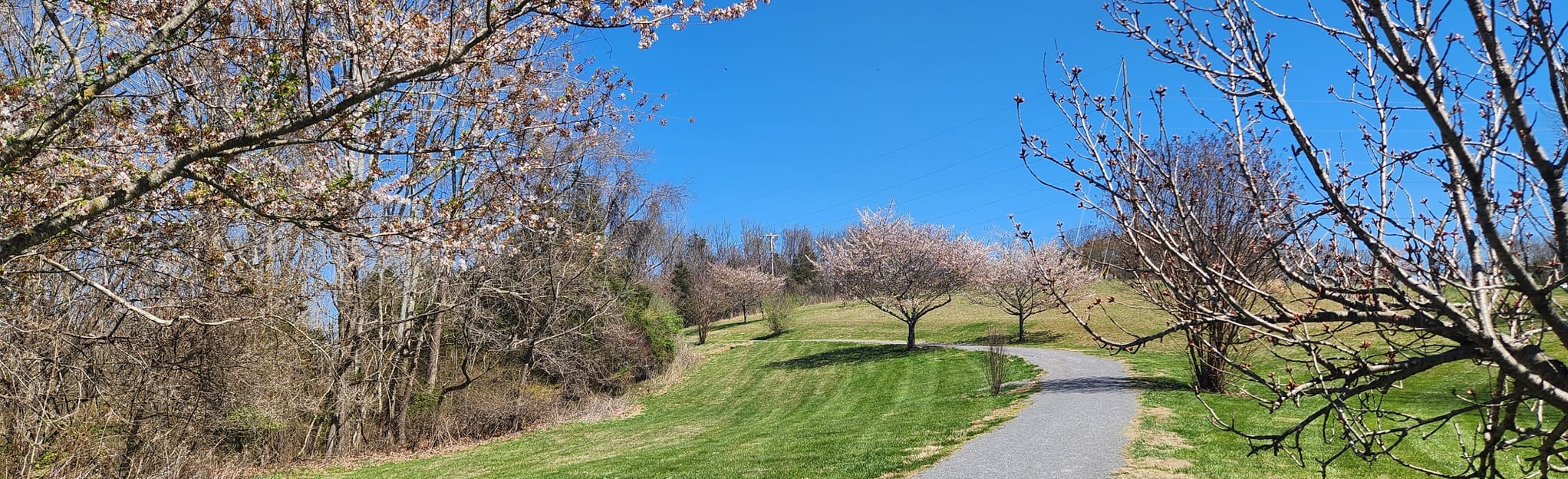 Cherry Blossom Trail, Virginia 173 Reviews, Map AllTrails