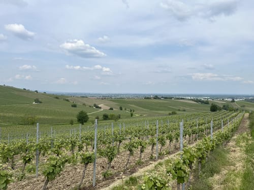 Panoramaweg Gau-Bischofsheim