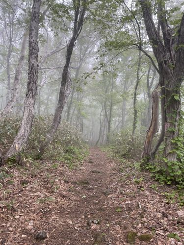 2023 Best 10 Wild Flowers Trails in Niseko-Shakotan-Otaru Kaigan Quasi ...