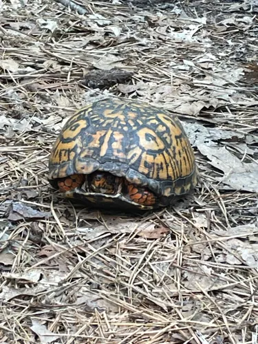 Best Hikes And Trails In Cathedral Pines County Park 