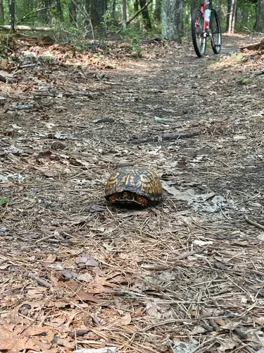 Cathedral pines mountain bike clearance trail