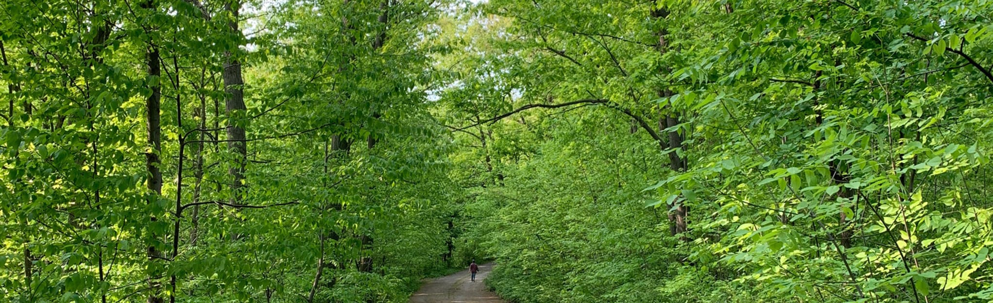Burgoyne Woods Loop, Ontario, Canada 53 Reviews, Map AllTrails