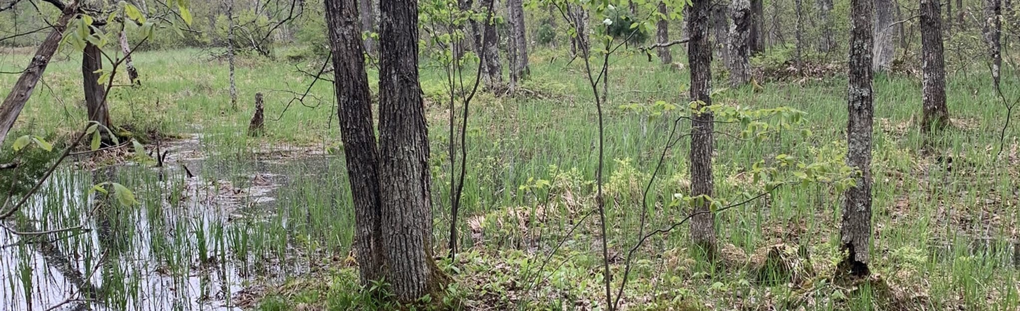 Pigeon Lake Trail 1 Photos Wisconsin Randonnée AllTrails