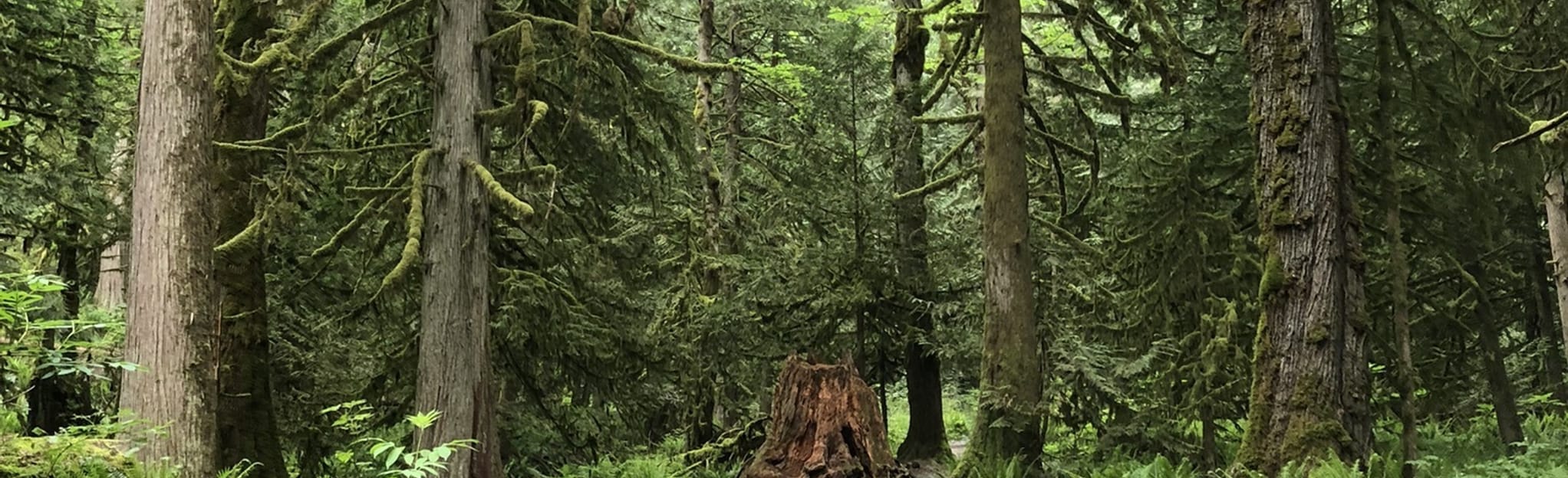 Bridal Veil Falls, British Columbia, Canada 791 Reviews, Map AllTrails