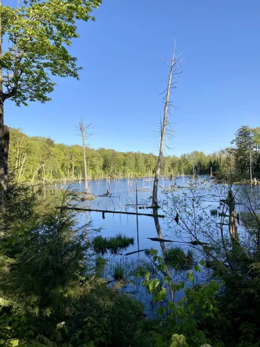 is gatineau park dog friendly