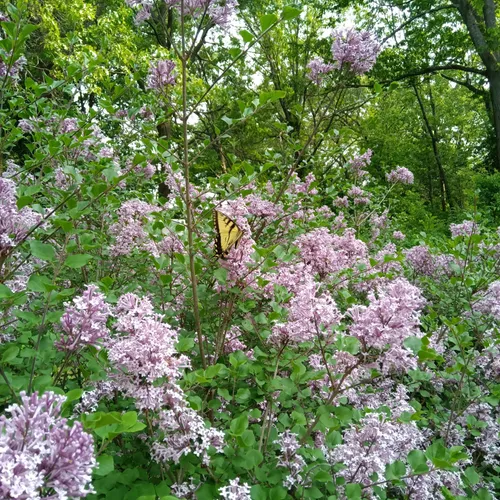 Best Hikes and Trails in Hadwen Arboretum AllTrails