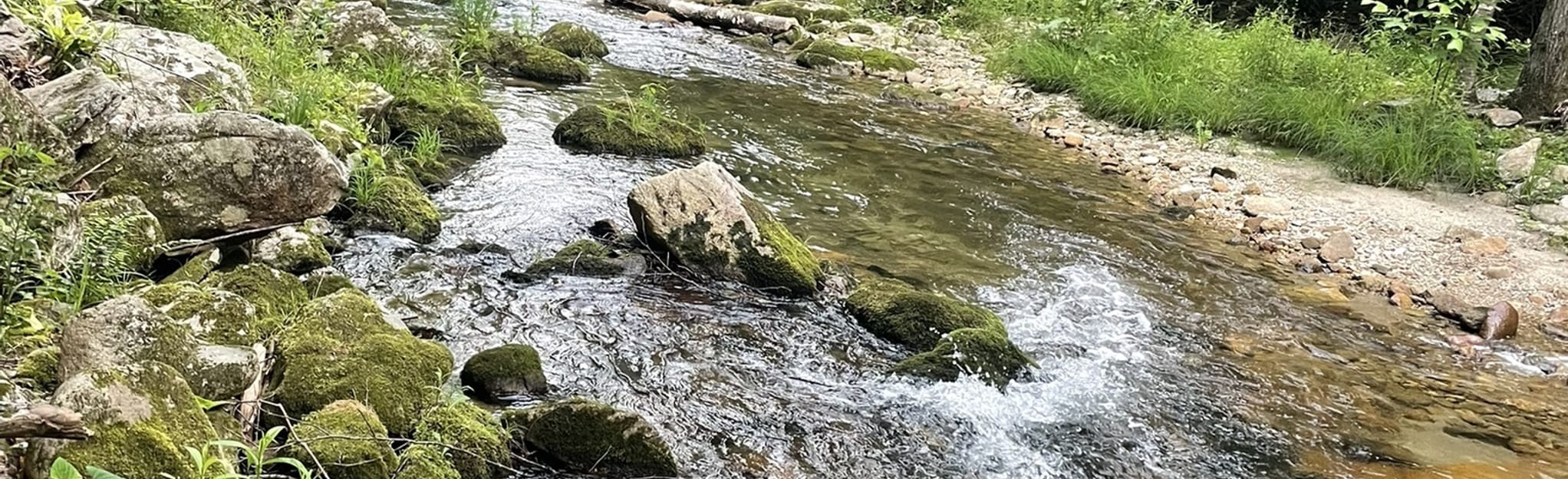 Timber Ridge Loop Trail: 57 Reviews, Map - North Carolina | AllTrails