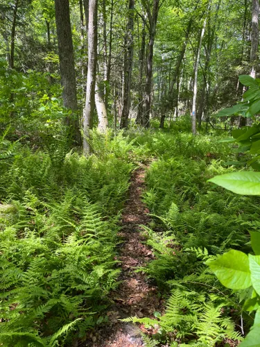 Best Hikes and Trails in Burnham Brook Preserve | AllTrails