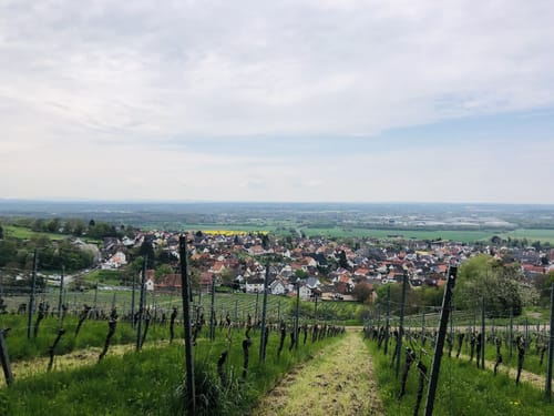 Hörstein - Hörsteiner Abtsberg