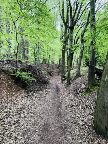 Hörstein - Hörsteiner Abtsberg