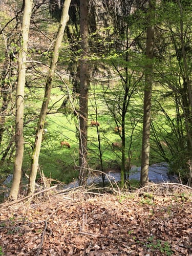 Von Weibersbrunn durchs Oberes Hafenlohrtal