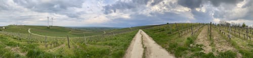 Von Hahnheim über den Selzer Berg ins Selztal