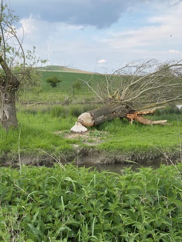Von Hahnheim über den Selzer Berg ins Selztal
