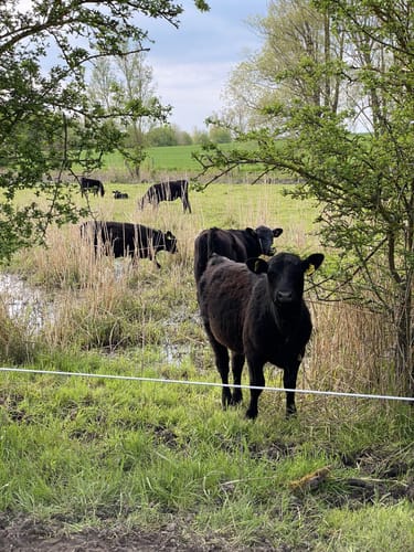 Von Hahnheim über den Selzer Berg ins Selztal