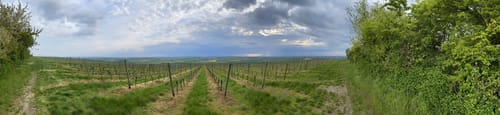 Von Hahnheim über den Selzer Berg ins Selztal