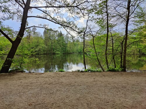In den Frankfurter Stadtwald