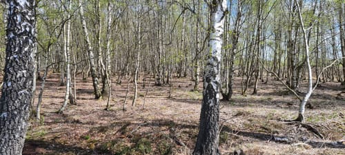 Rund um das Wattenbeker Gehölz