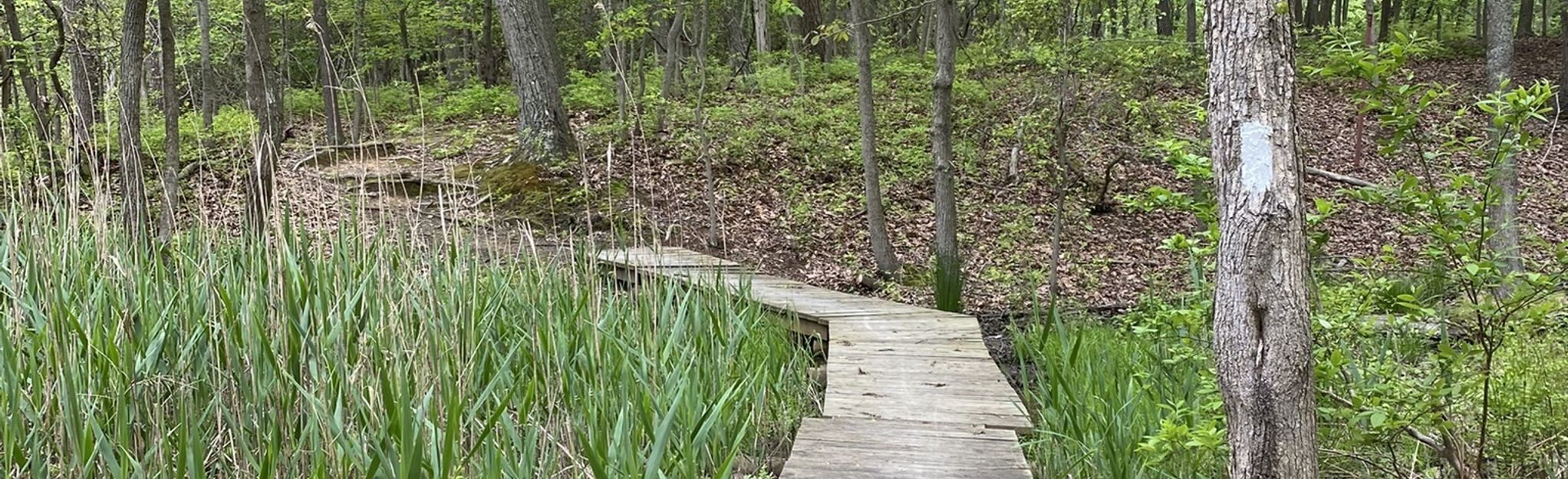 AllTrails | Muskrat Trail: 41 Reviews, Map - Maryland