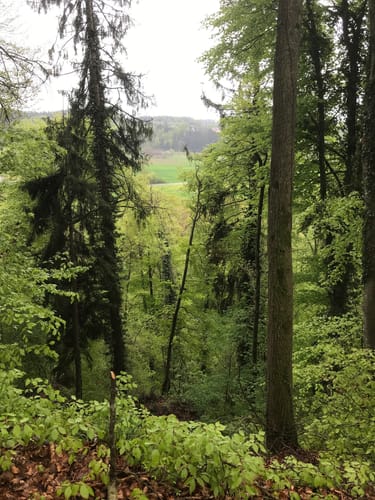Tettnangerwald ab Laimnau