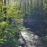 Butter Gap to Cat Gap Trail , North Carolina - 474 Reviews, Map | AllTrails